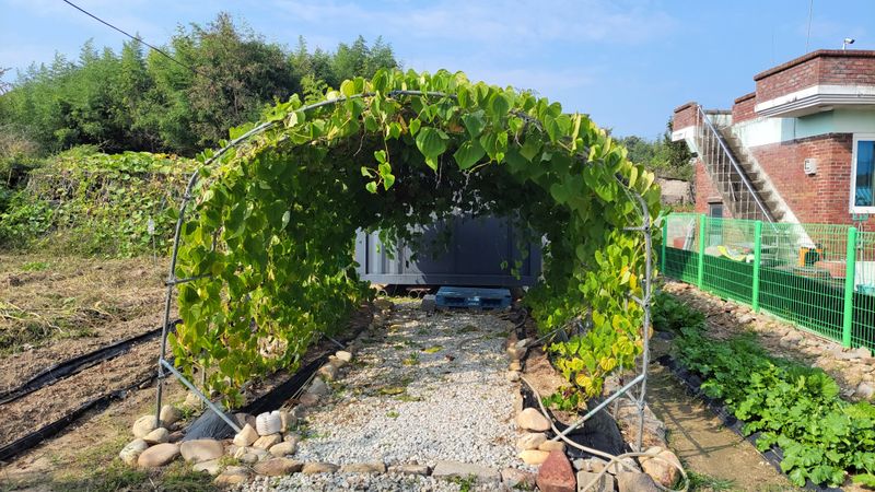 김중언님의 장터 판매 상품 [열매마(하늘마) 3kg, 5kg] 첨부 사진