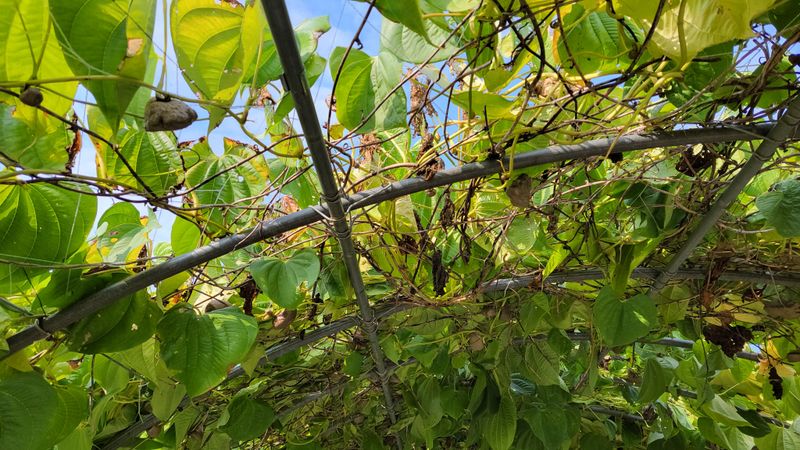 김중언님의 장터 판매 상품 [열매마(하늘마) 3kg, 5kg] 첨부 사진