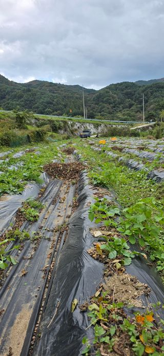 달빛소년(김광순)님의 기타작물 · 영농일지 작성글 사진