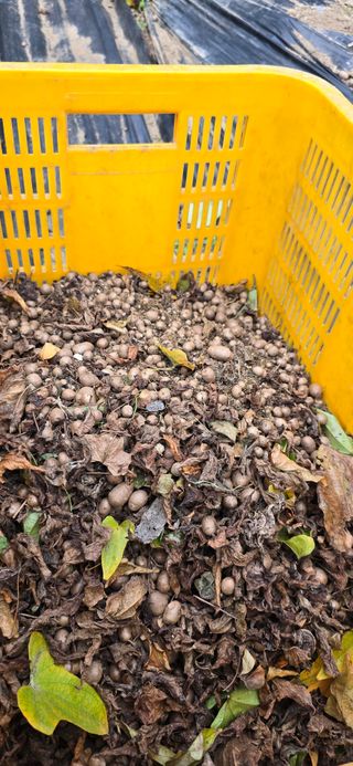 달빛소년(김광순)님의 기타작물 · 영농일지 작성글 사진