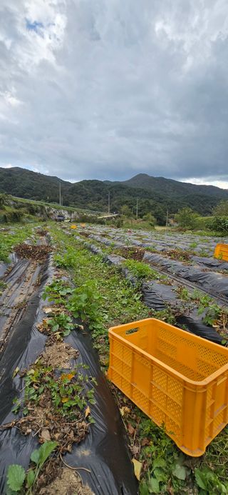 달빛소년(김광순)님의 기타작물 · 영농일지 작성글 사진