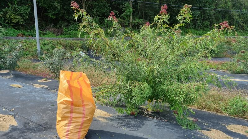 구복회,둥지산초농원님의 장터 판매 상품 [산초기름 ] 첨부 사진