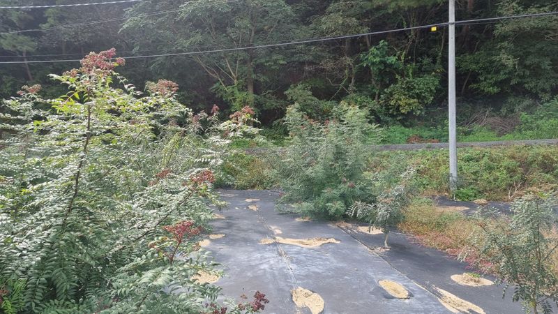 구복회,둥지산초농원님의 장터 판매 상품 [산초기름 ] 첨부 사진