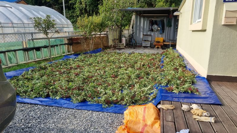 구복회,둥지산초농원님의 장터 판매 상품 [산초기름 ] 첨부 사진