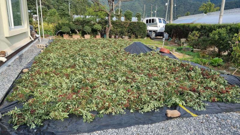 구복회,둥지산초농원님의 장터 판매 상품 [산초기름 ] 첨부 사진