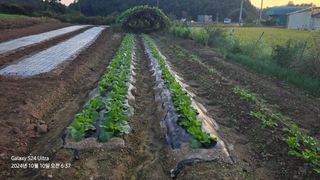 미우리님의 마늘 · 영농일지 작성글 사진