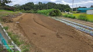미우리님의 마늘 · 영농일지 작성글 사진