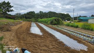 미우리님의 마늘 · 영농일지 작성글 사진