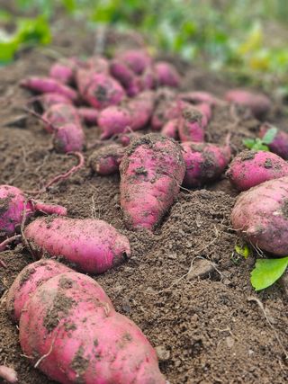 farmer님의 자유주제 · 자유게시판 작성글 사진