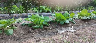 쏘쏘함님의 자유주제 · 자유게시판 작성글 사진