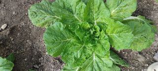 쏘쏘함님의 자유주제 · 자유게시판 작성글 사진