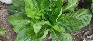 쏘쏘함님의 자유주제 · 자유게시판 작성글 사진