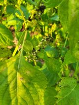 팜모닝 자유주제·자유게시판 게시글 이미지