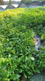 팜모닝 자유주제·자유게시판 게시글 이미지