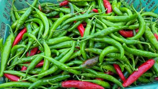 경기고양휘파람농장님의 자유주제 · 자유게시판 작성글 사진