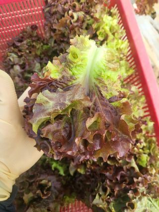 엄마와딸농장님의 자유주제 · 자유게시판 작성글 사진