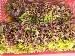 엄마와딸농장님의 자유주제 · 자유게시판 작성글 사진