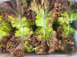 엄마와딸농장님의 자유주제 · 자유게시판 작성글 사진