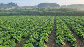 곽행남님의 배추 · 영농일지 작성글 사진