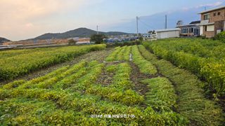 황규복(달구지)님의 자유주제 · 자유게시판 작성글 사진