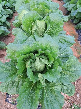 규수김님의 자유주제 · 자유게시판 작성글 사진