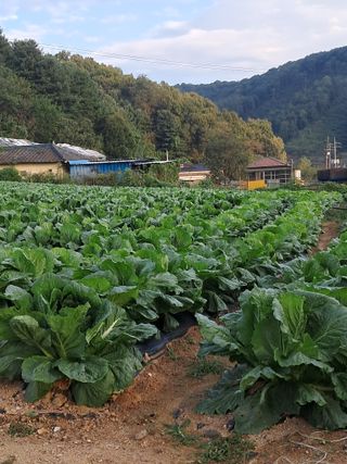 규수김님의 자유주제 · 자유게시판 작성글 사진