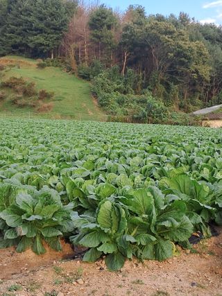 규수김님의 자유주제 · 자유게시판 작성글 사진