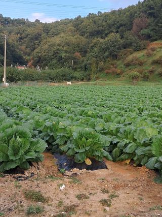 규수김님의 자유주제 · 자유게시판 작성글 사진