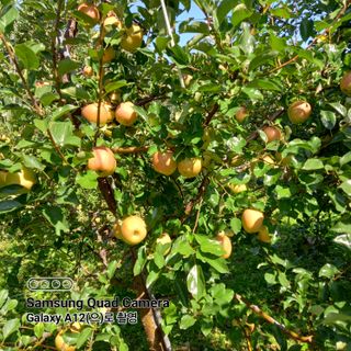 최동구님의 사과 · 비료•농약 작성글 사진