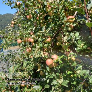 최동구님의 사과 · 비료•농약 작성글 사진