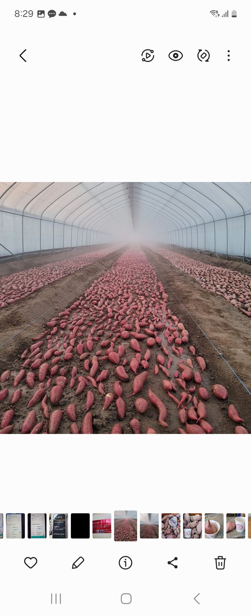 윤희순님의 장터 판매 상품 [꿀고구마중  5kg] 첨부 사진