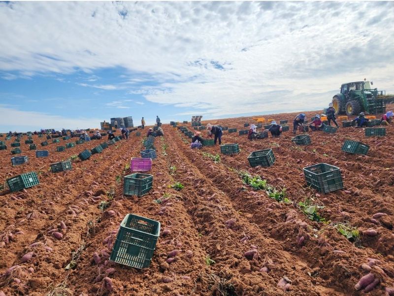 윤희순님의 장터 판매 상품 [꿀고구마중  5kg] 첨부 사진