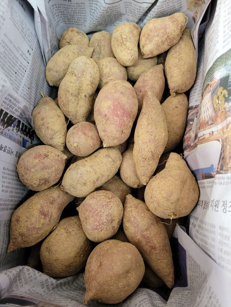 윤희순님의 장터 판매 상품 [꿀고구마중  5kg] 첨부 사진