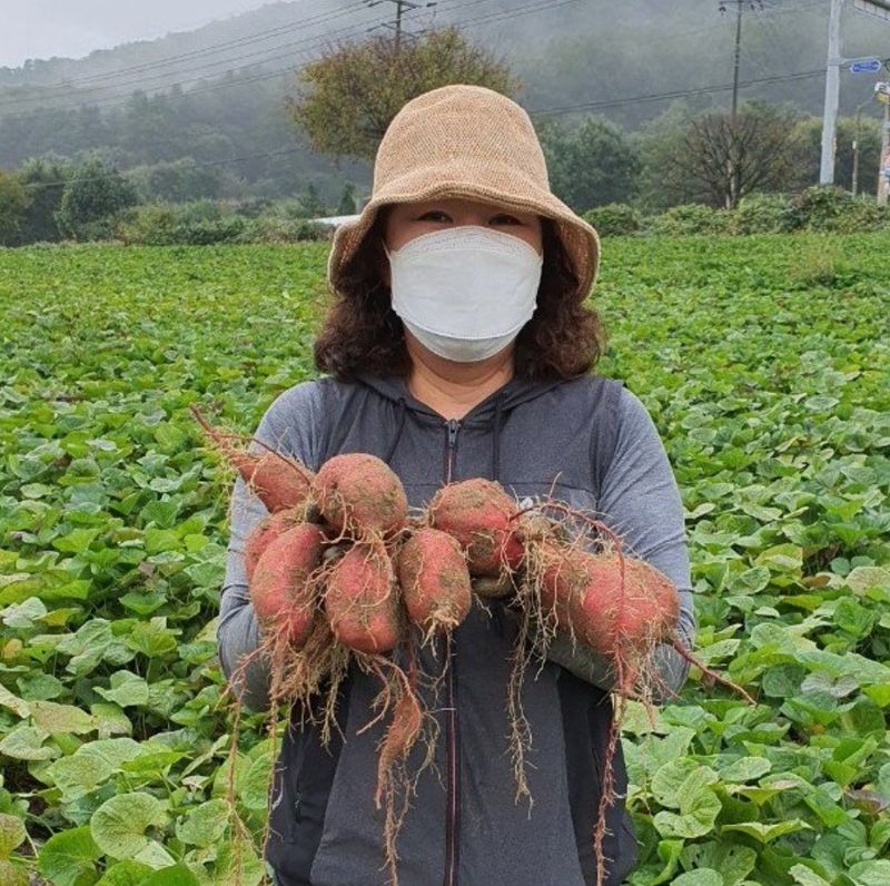 윤희순님의 장터 판매 상품 [꿀고구마중  5kg] 첨부 사진