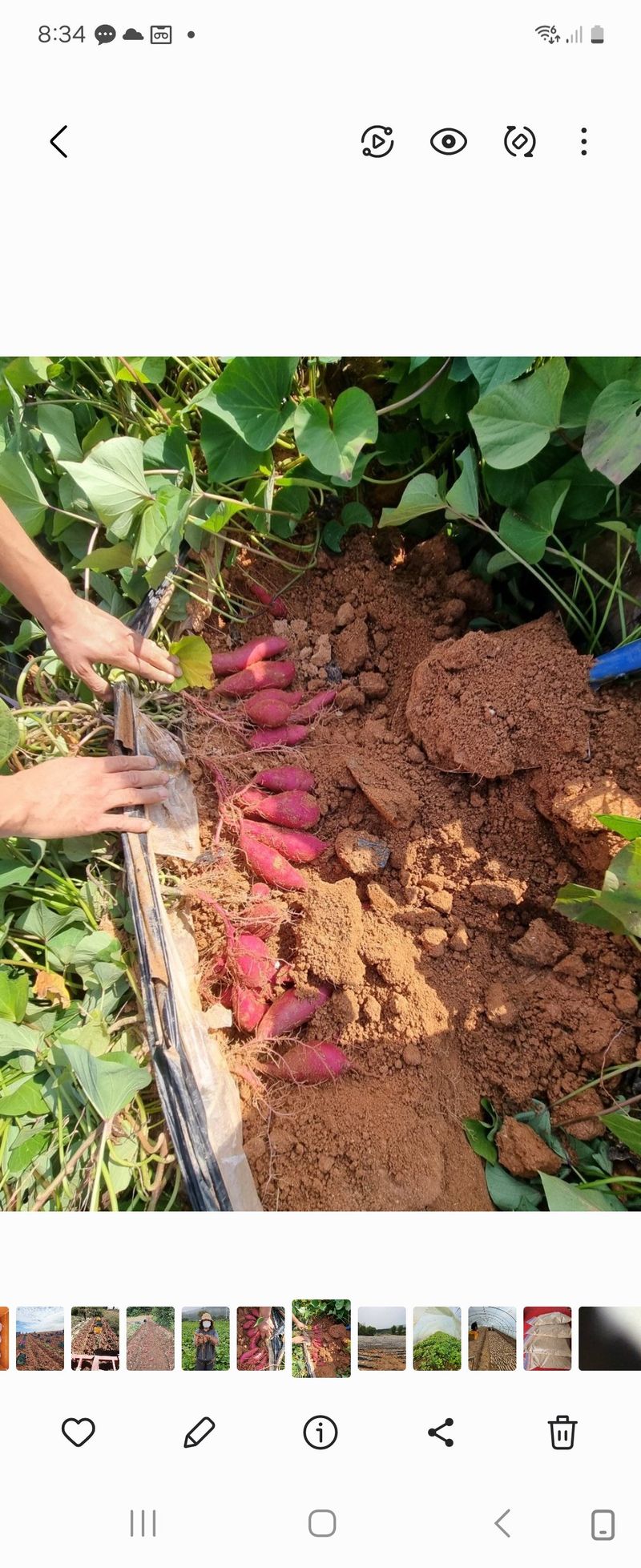 장터 상품 [꿀고구마중  5kg] 썸네일