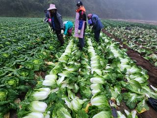 최왕규님의 배추 · 영농일지 작성글 사진