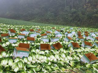 최왕규님의 배추 · 영농일지 작성글 사진