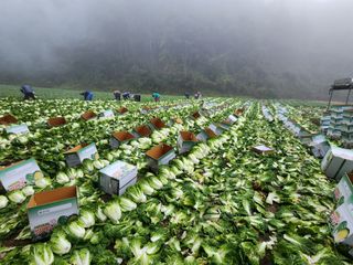 최왕규님의 배추 · 영농일지 작성글 사진