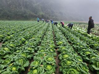 최왕규님의 배추 · 영농일지 작성글 사진