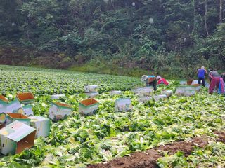 최왕규님의 배추 · 영농일지 작성글 사진
