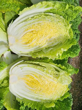 최왕규님의 배추 · 영농일지 작성글 사진