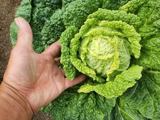 최왕규님의 배추 · 영농일지 작성글 사진