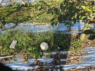 향기나무농장 님의 자유주제 · 자유게시판 작성글 사진