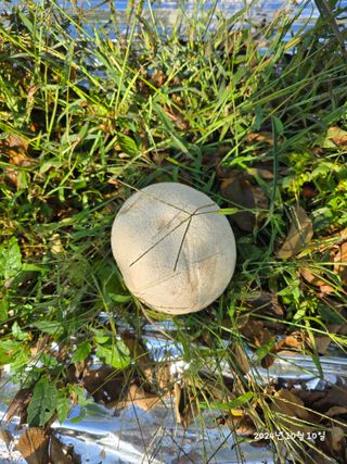 향기나무농장 님의 자유주제 · 자유게시판 작성글 사진