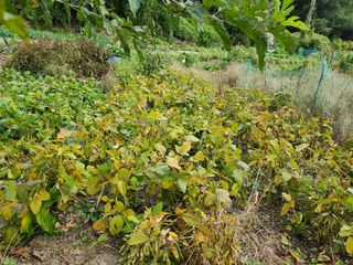 강미화11월출석왕♡님의 들깨 · 영농일지 작성글 사진