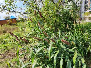 강미화11월출석왕♡님의 들깨 · 영농일지 작성글 사진