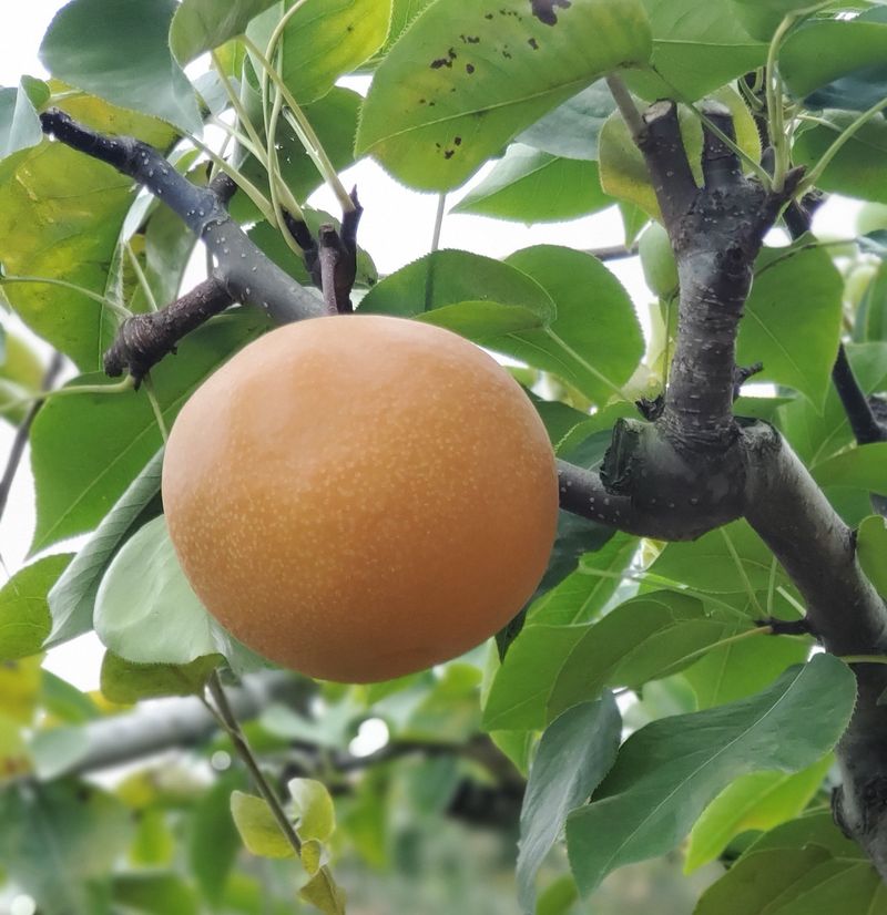 장터 상품 [돌배 ㅡ12kg] 썸네일