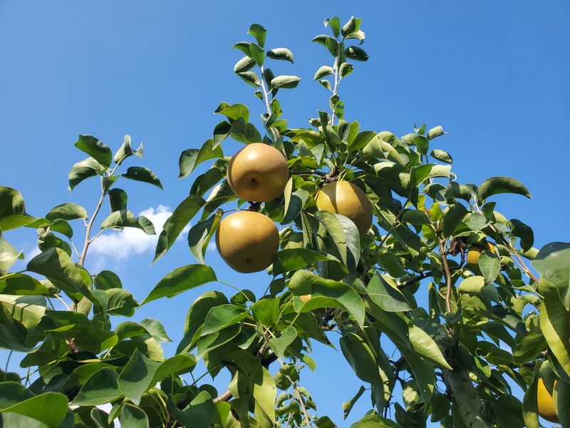 형제농원 (이상팔)님의 장터 판매 상품 [돌배 ㅡ12kg] 첨부 사진