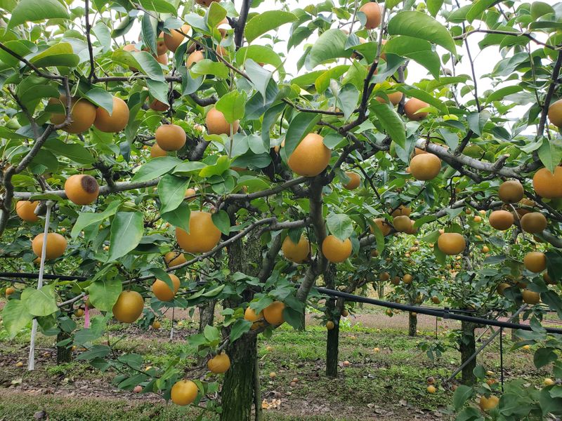 형제농원 (이상팔)님의 장터 판매 상품 [돌배 ㅡ12kg] 첨부 사진