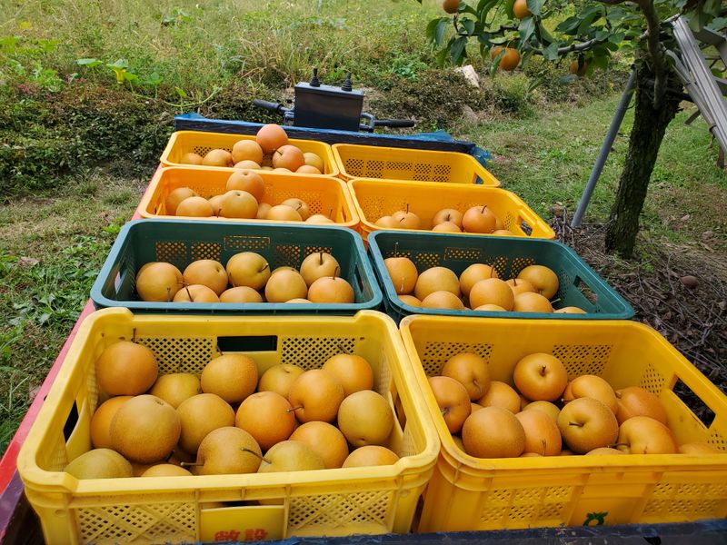 형제농원 (이상팔)님의 장터 판매 상품 [돌배 ㅡ12kg] 첨부 사진